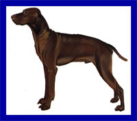 a well breed Vizsla dog
